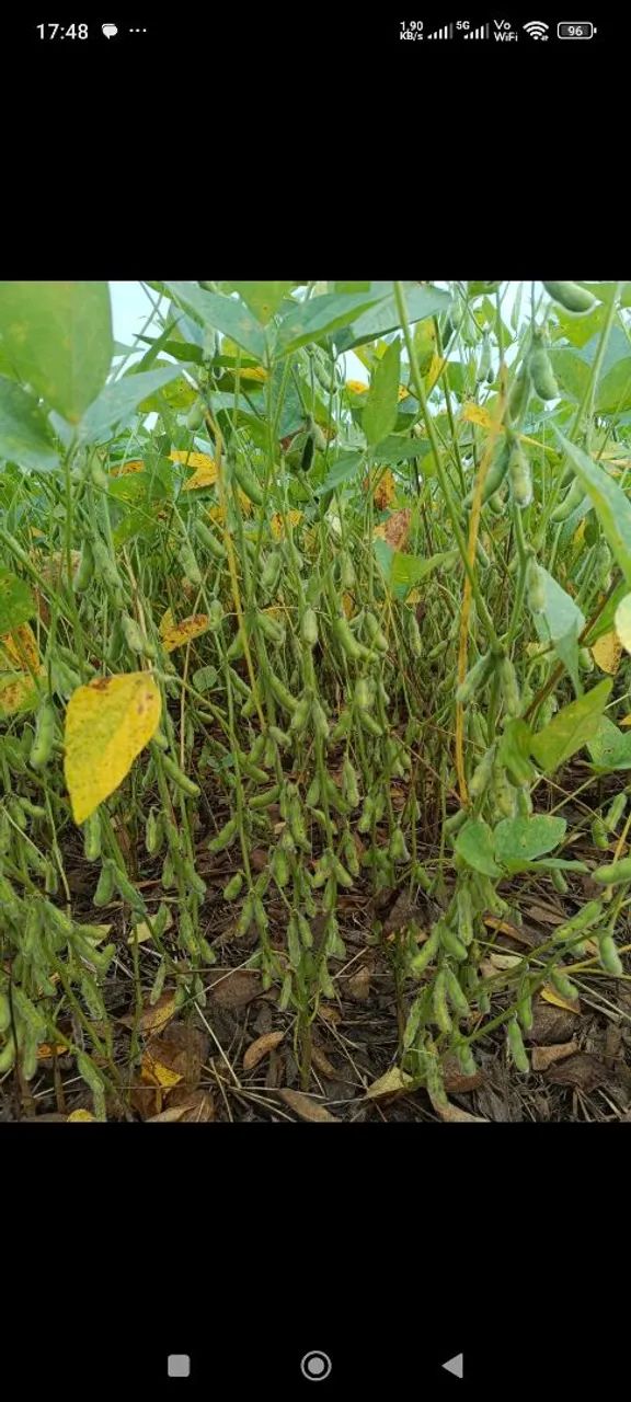 Fazenda de arrendamento 2.340 hec plantando   - Foto 2