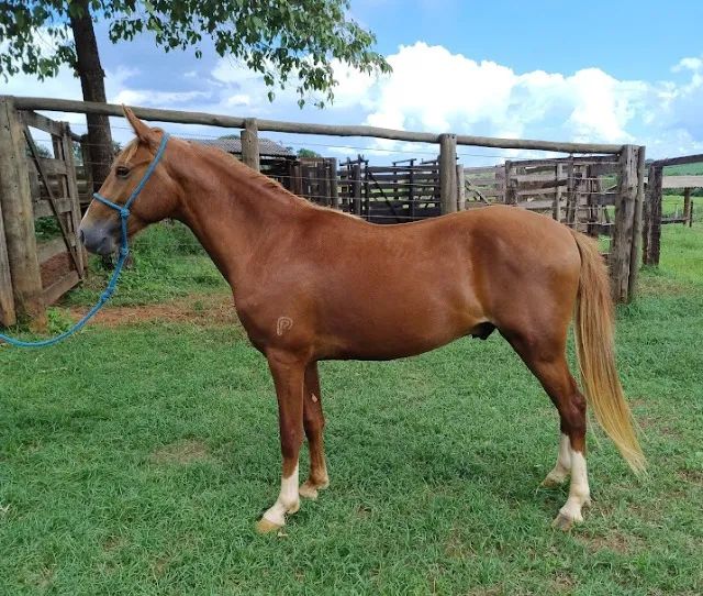 POTRO MANGALARGA MARCHADOR - Foto 4