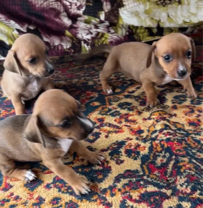 Lindos filhotes de Dachshund - Foto 2