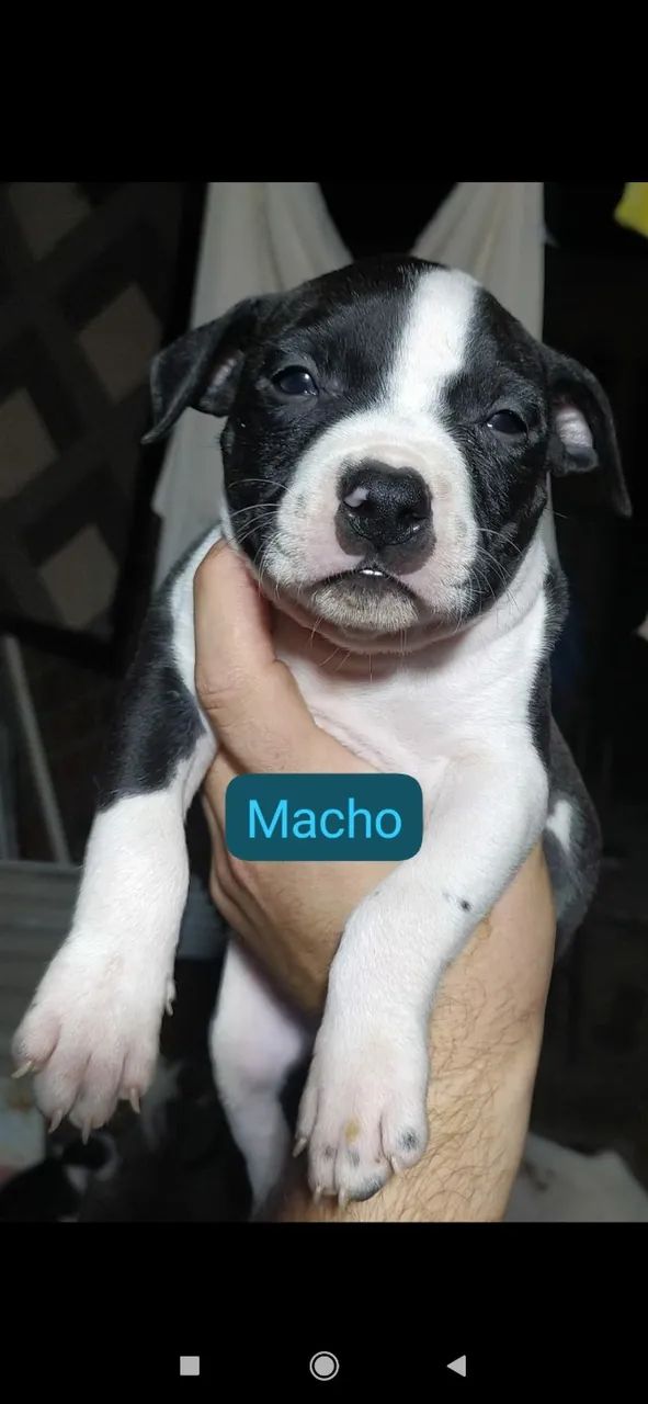 Pitbull  - Foto 2