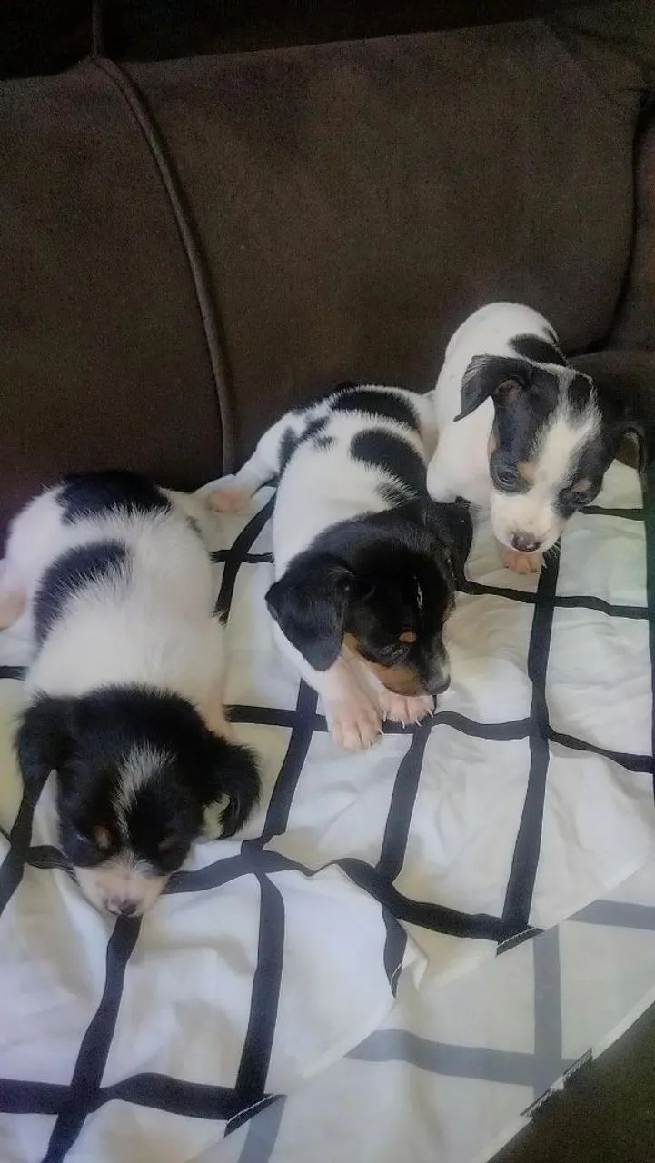 Filhotes de cachorro - Foto 4