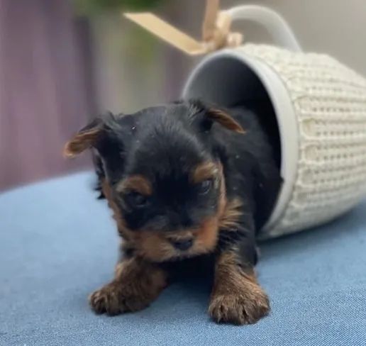 Filhotes de Yorkshire com Pedigree