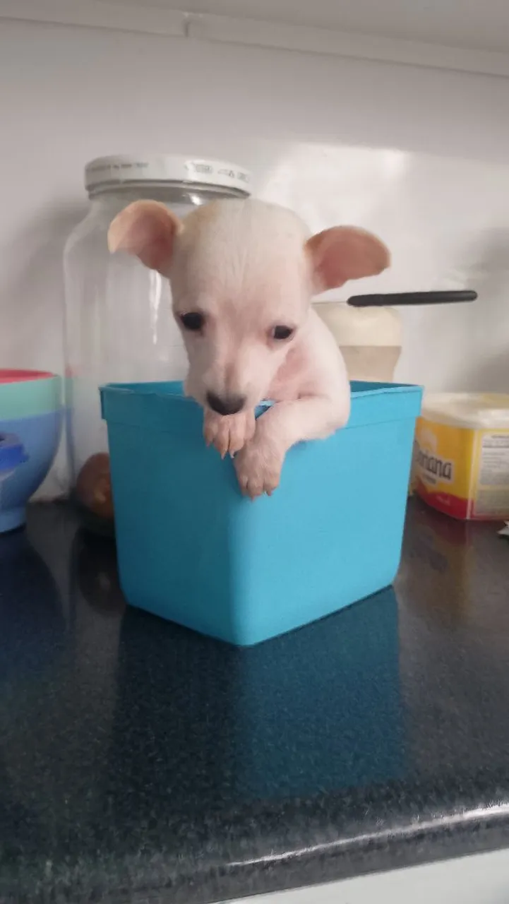 Filhote de pinscher 0