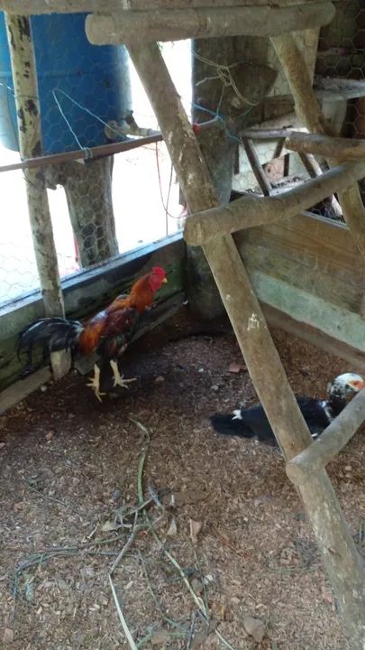 Casal de galinha indio - Foto 3