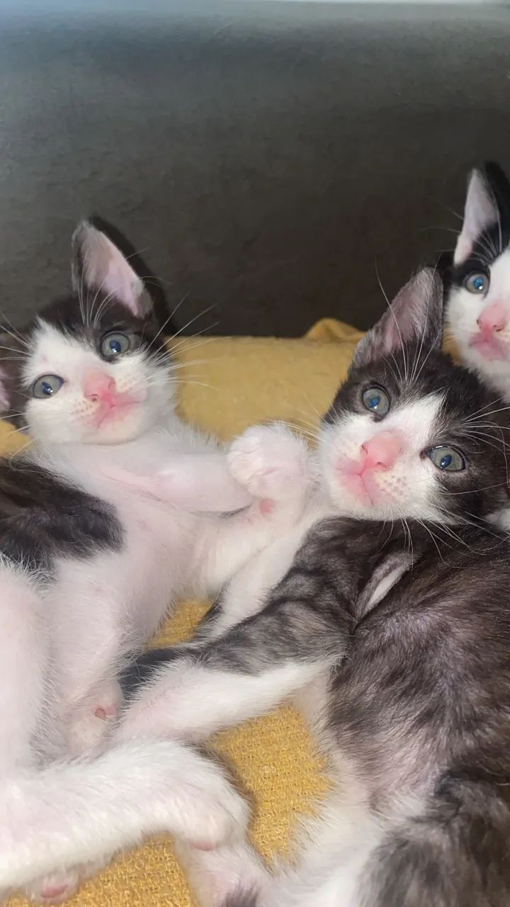 Filhotes gatinhos para doação  - Foto 4