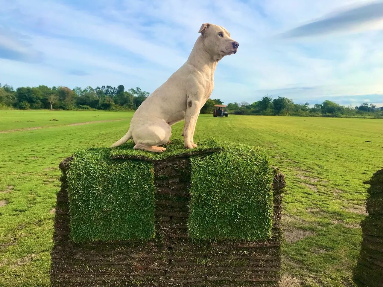 Gramas para Jardim - Tapetes de Gramado - Foto 2
