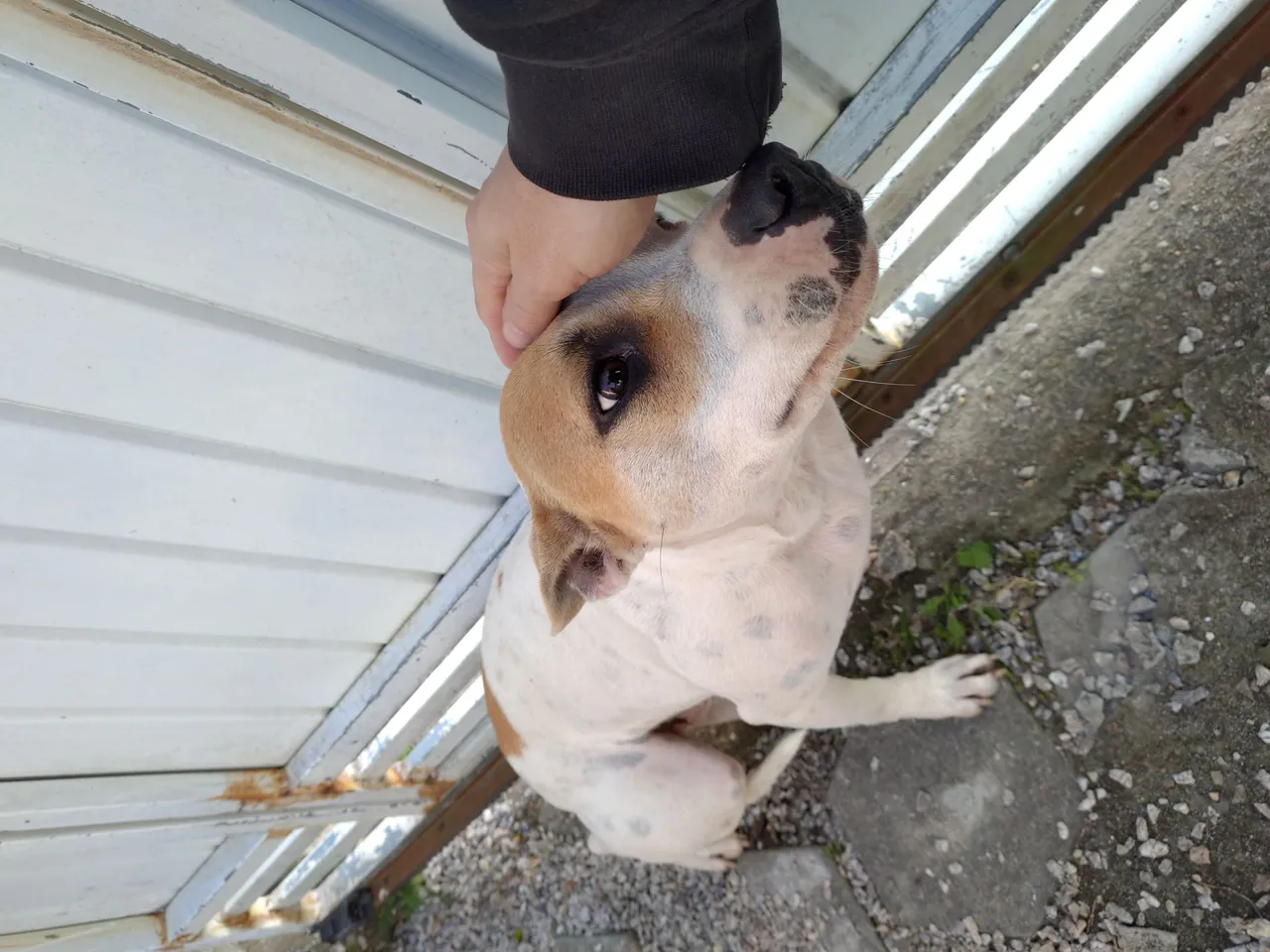 Pitbull Filhote para Adoção