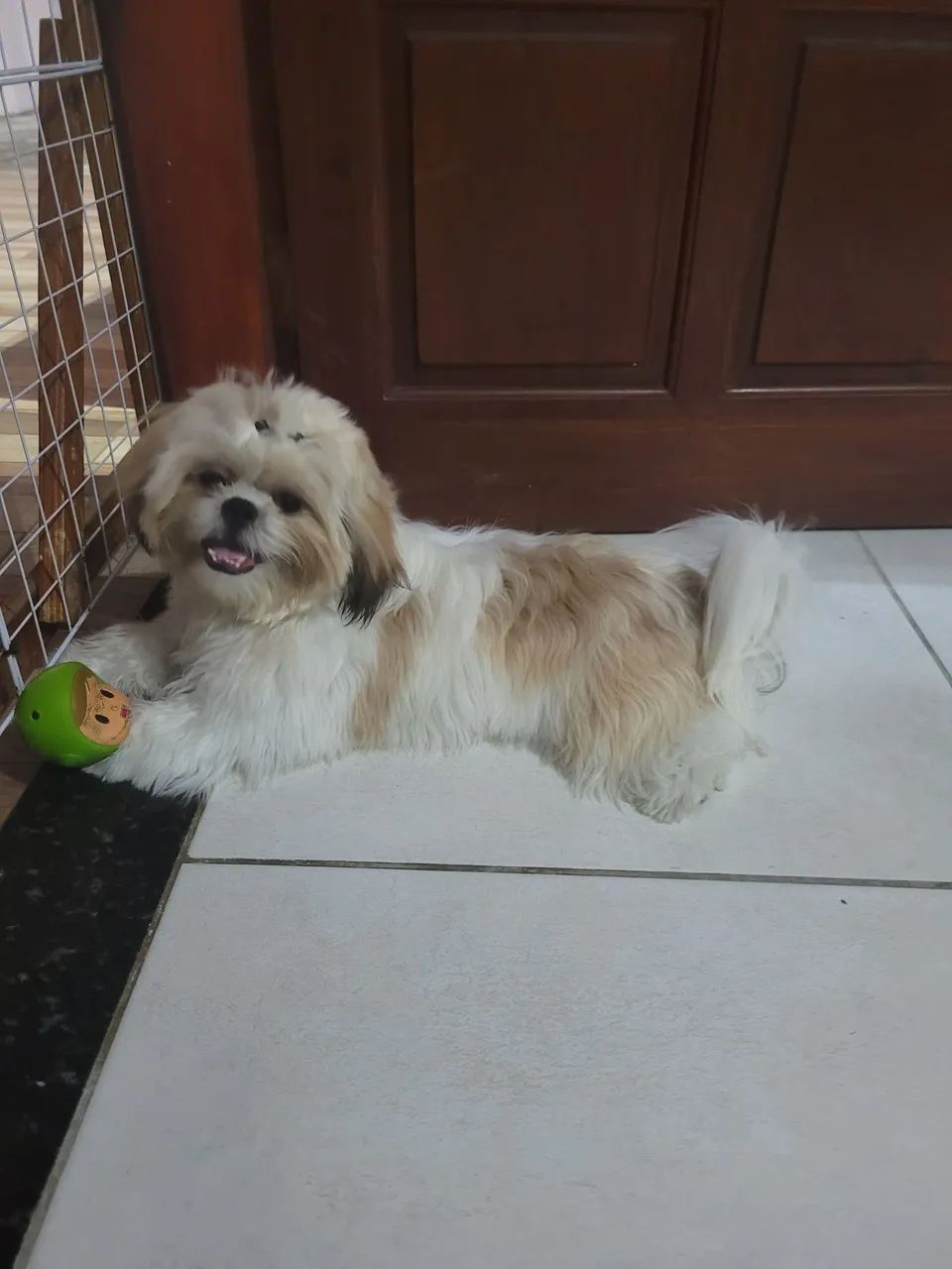 Shih Tzu Fofo e Carinhoso - Foto 3