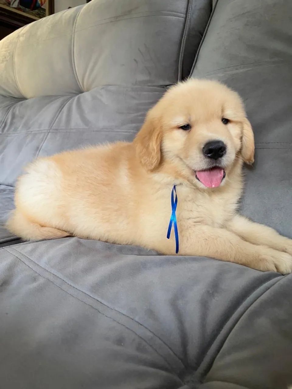 Filhote de Golden Retriever disponível 