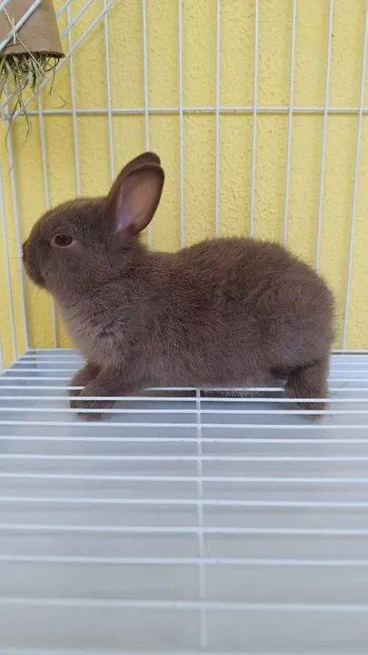 Coelho Mini Netherland 