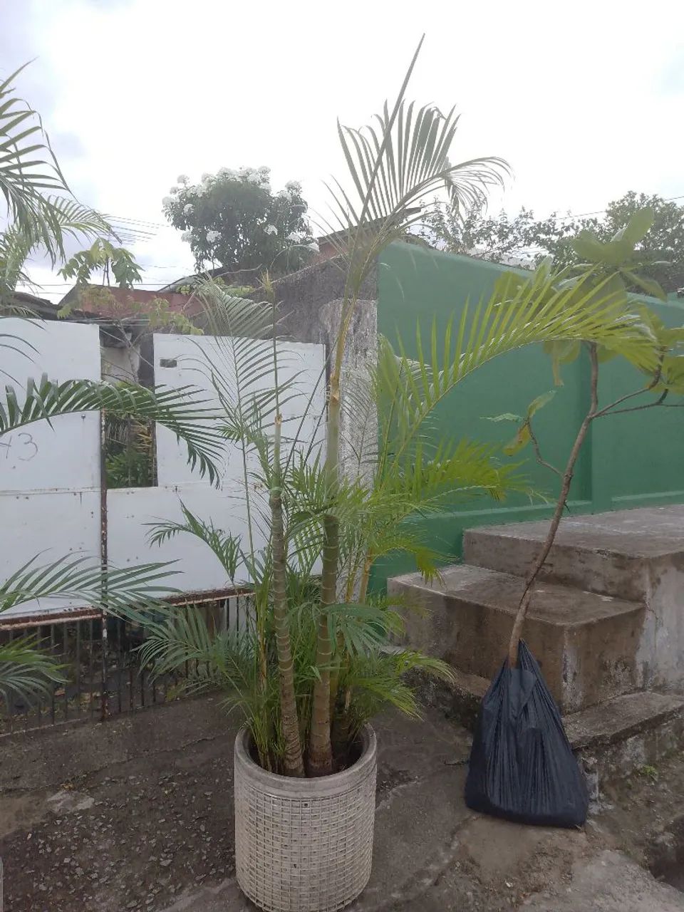 Palmeira aranca bambu. - Foto 2