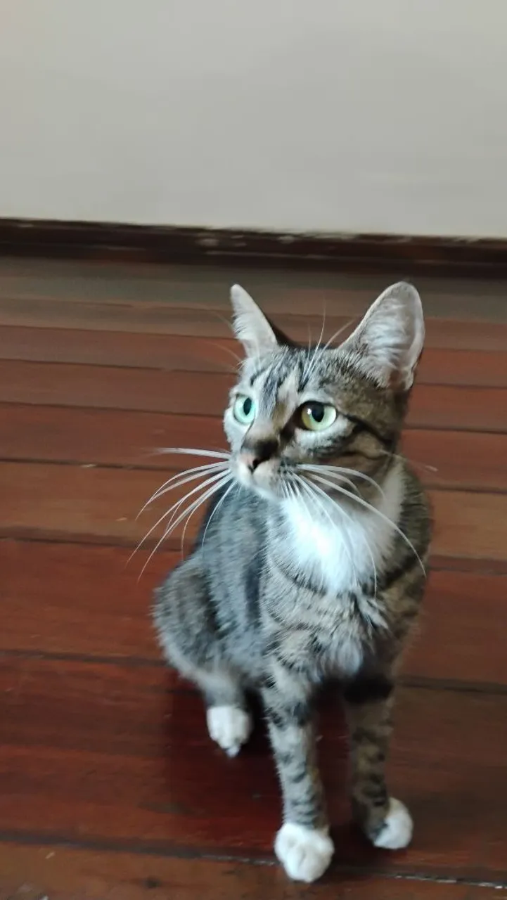 Gatinho lindo disponível para adoção
