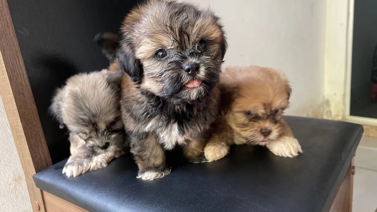 Filhotes Shih Tzu Lindos e Fofos - Foto 3
