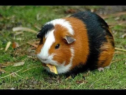 Porquinhos " inglês " e "absinio" e " lebres comum "