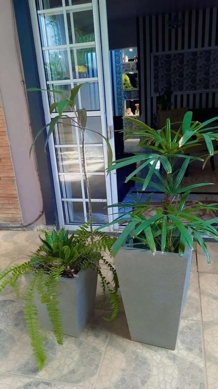Plantas ornamentais