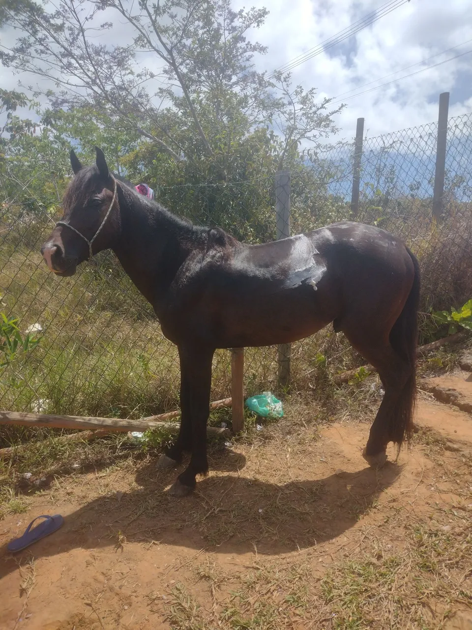 Cavalo meio sangue de inglês