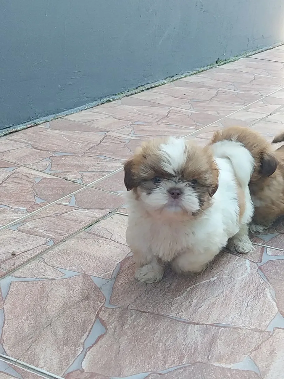 Vendo lindos filhotes de micro shith zu machinho