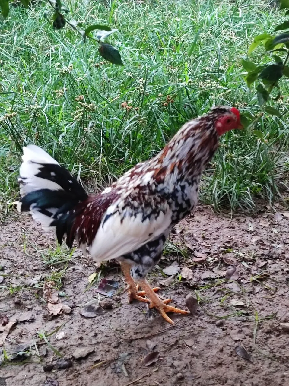 Galo e Galinha Garnize , lindos e saudáveis!
