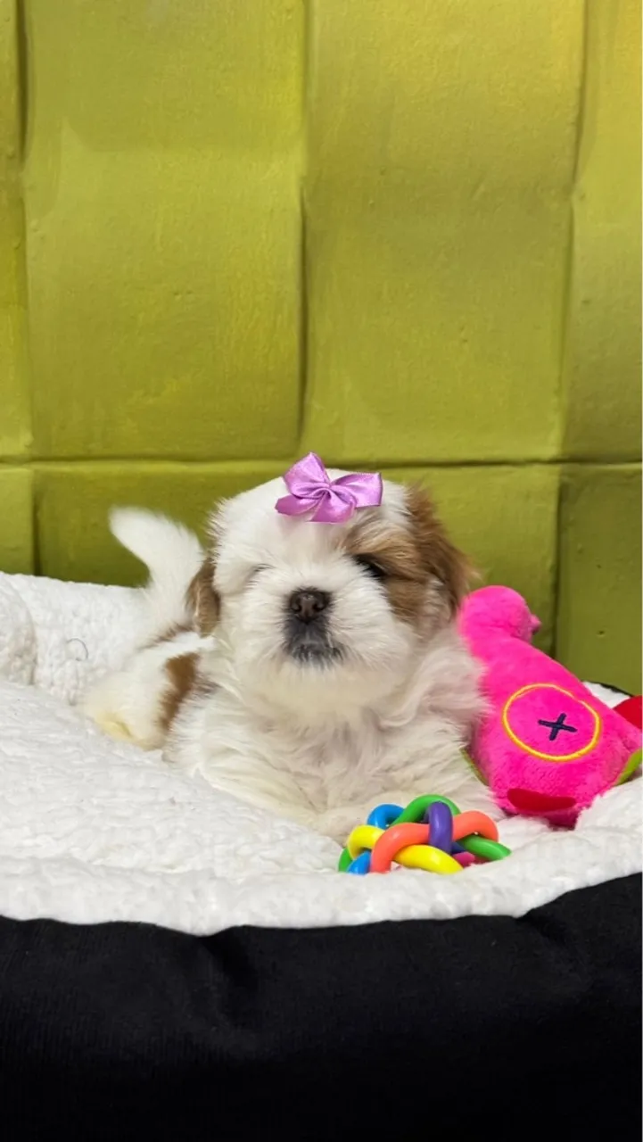 Filhote Shih Tzu Fêmea