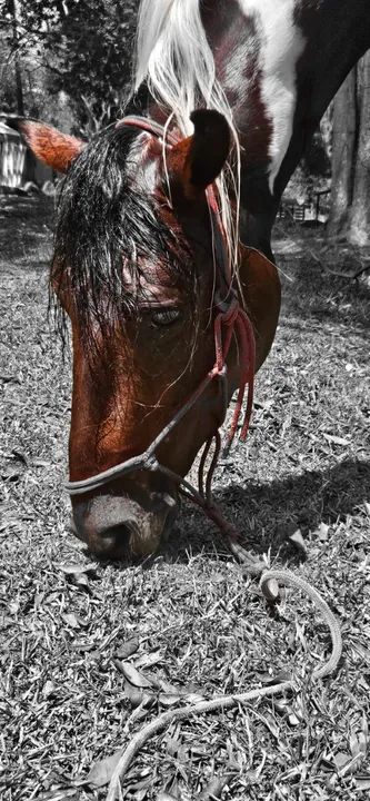 Cavalo Manga Larga Marchador registrado - Foto 2