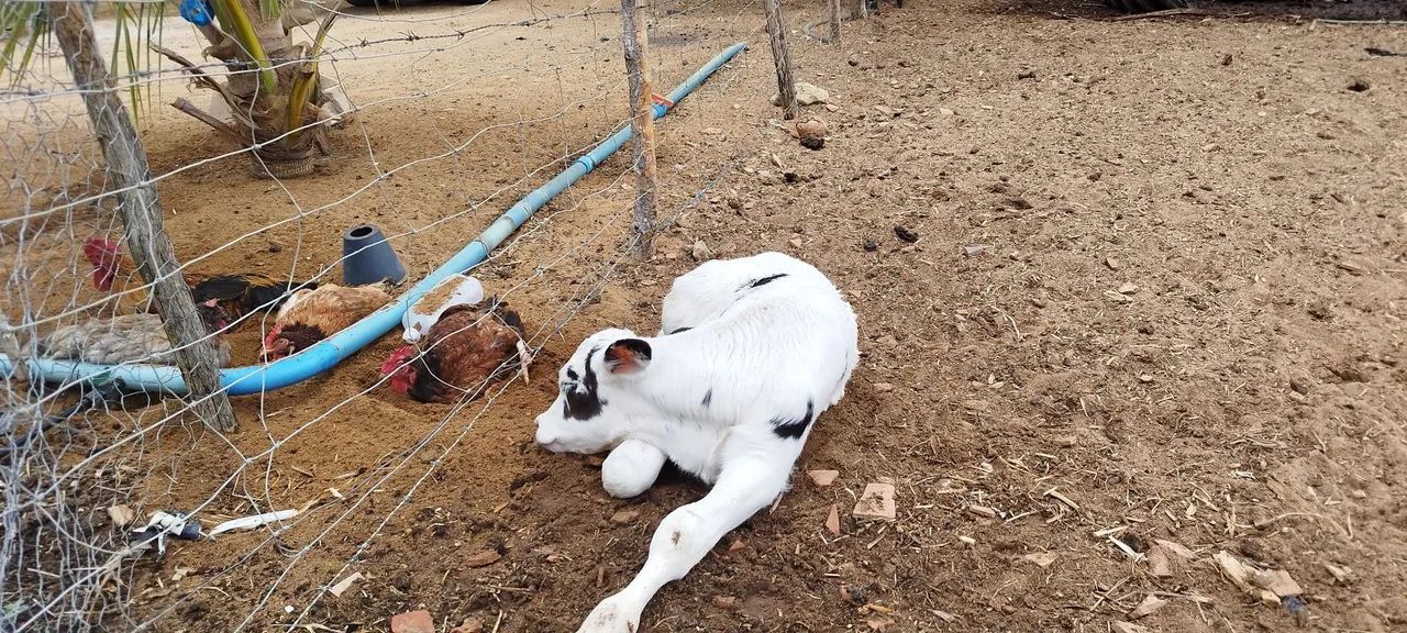 Bezerros de mamadeira  - Foto 2