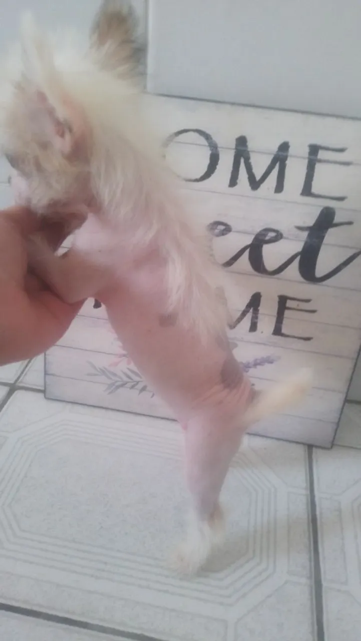Filhote de Cão de Crista Chinês