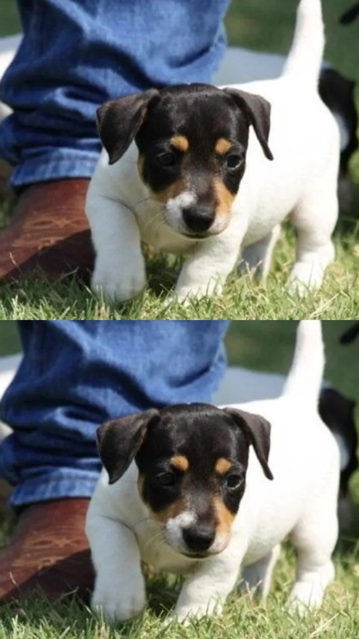 Corre, Latinha, Corre! Um Jack Russell Veloz e Muito Sapeca te Espera!