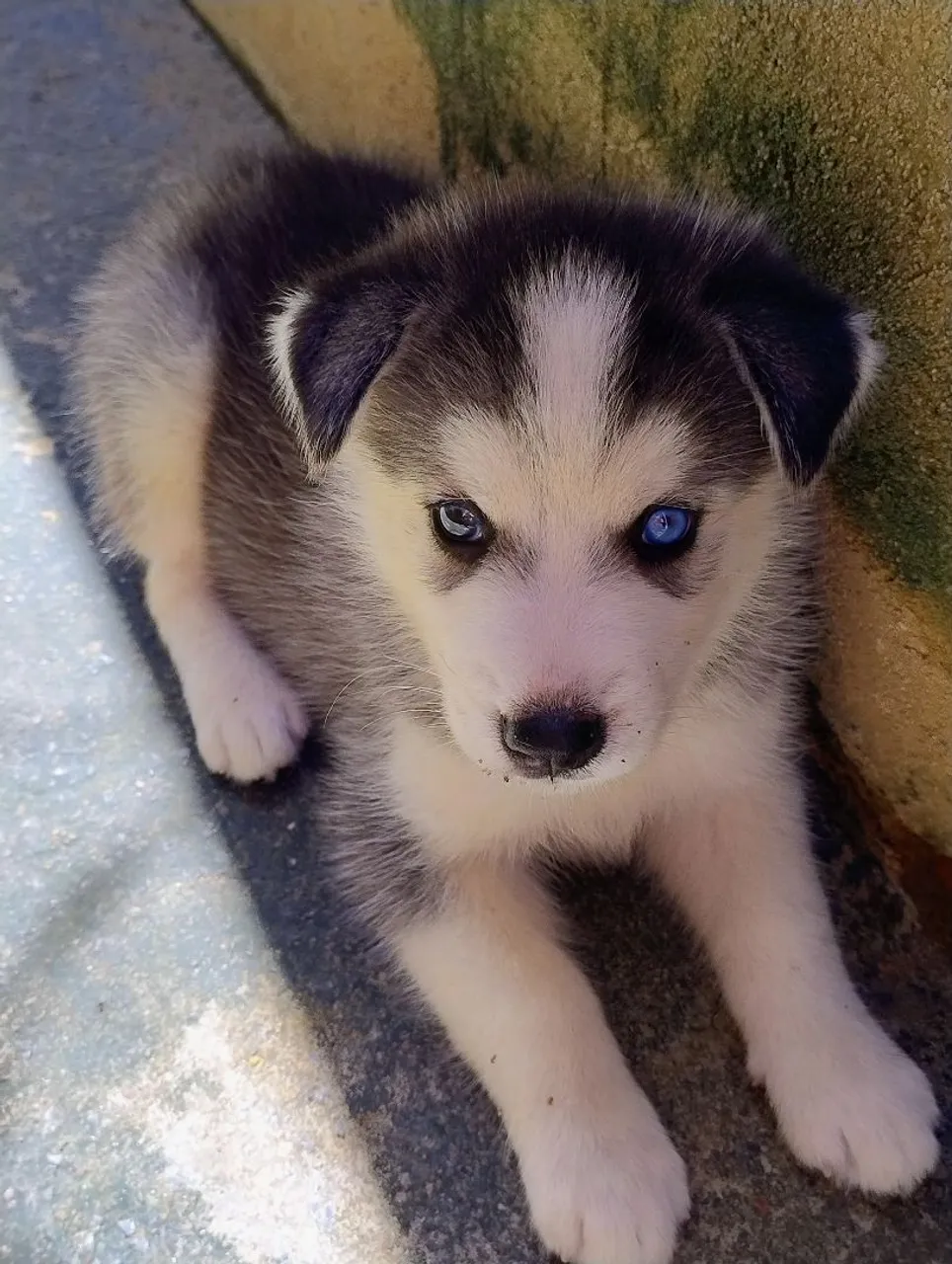 Filhote de Husky Siberiano com olhos azuis