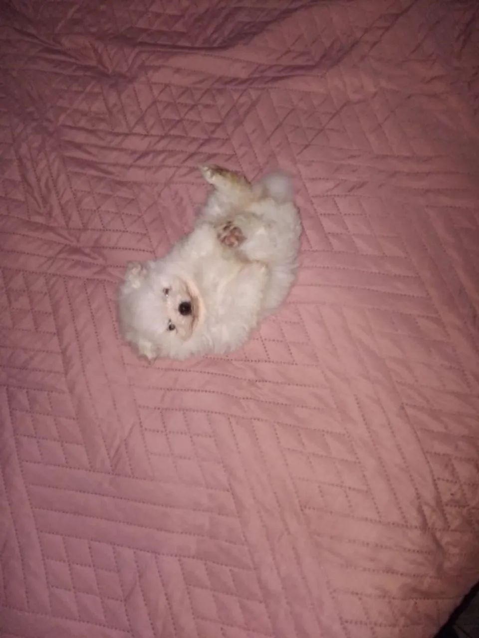 Filhote de Spitz Alemão - Lindo e Fofo! - Foto 2