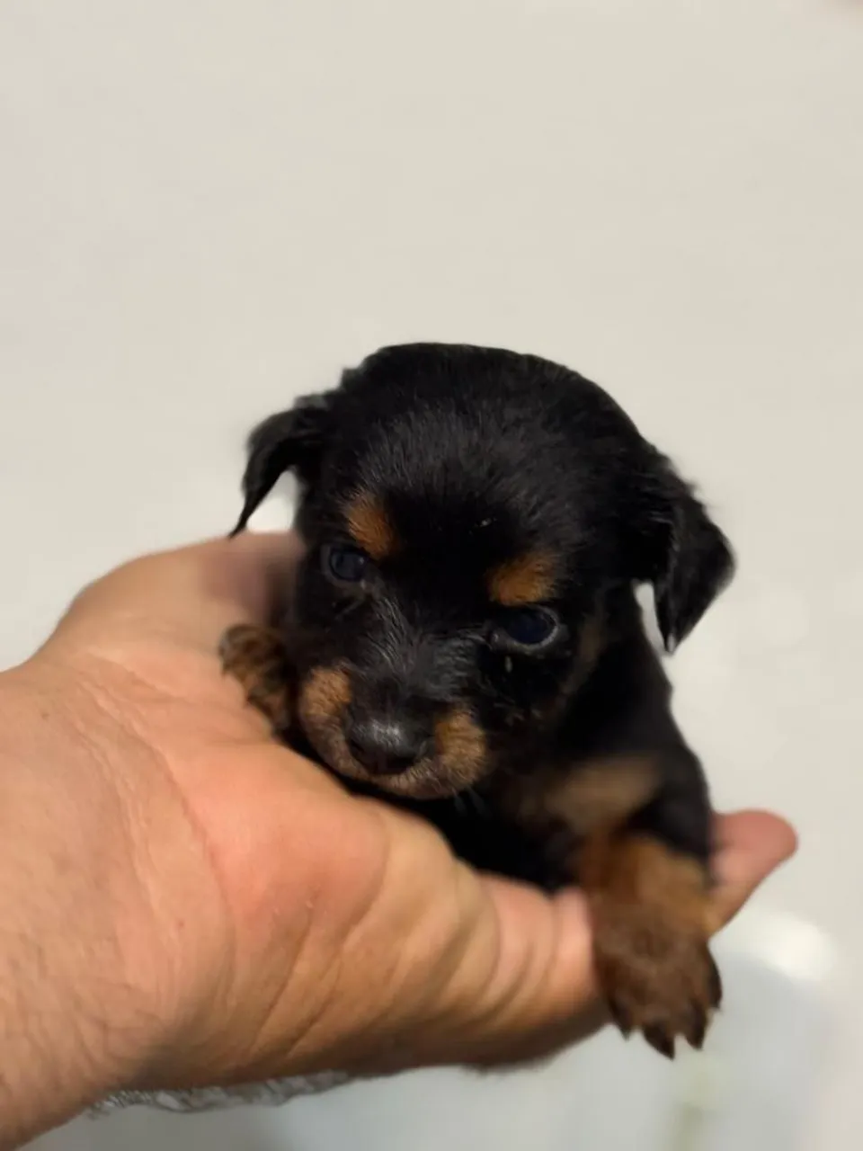 PINSCHER ZERO