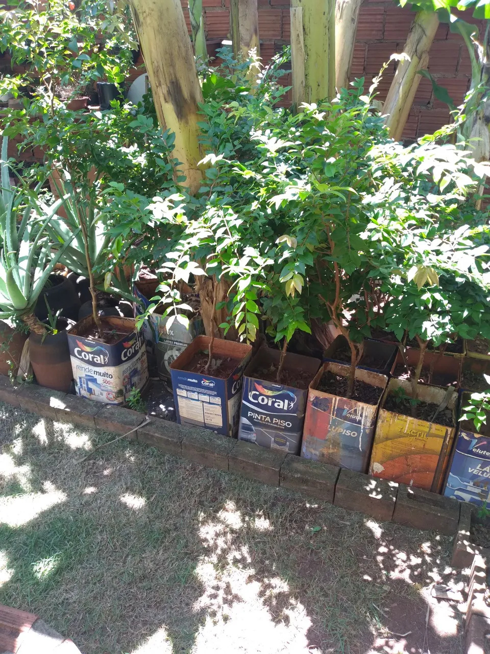 Mudinhas de Jabuticaba em baldes Coral
