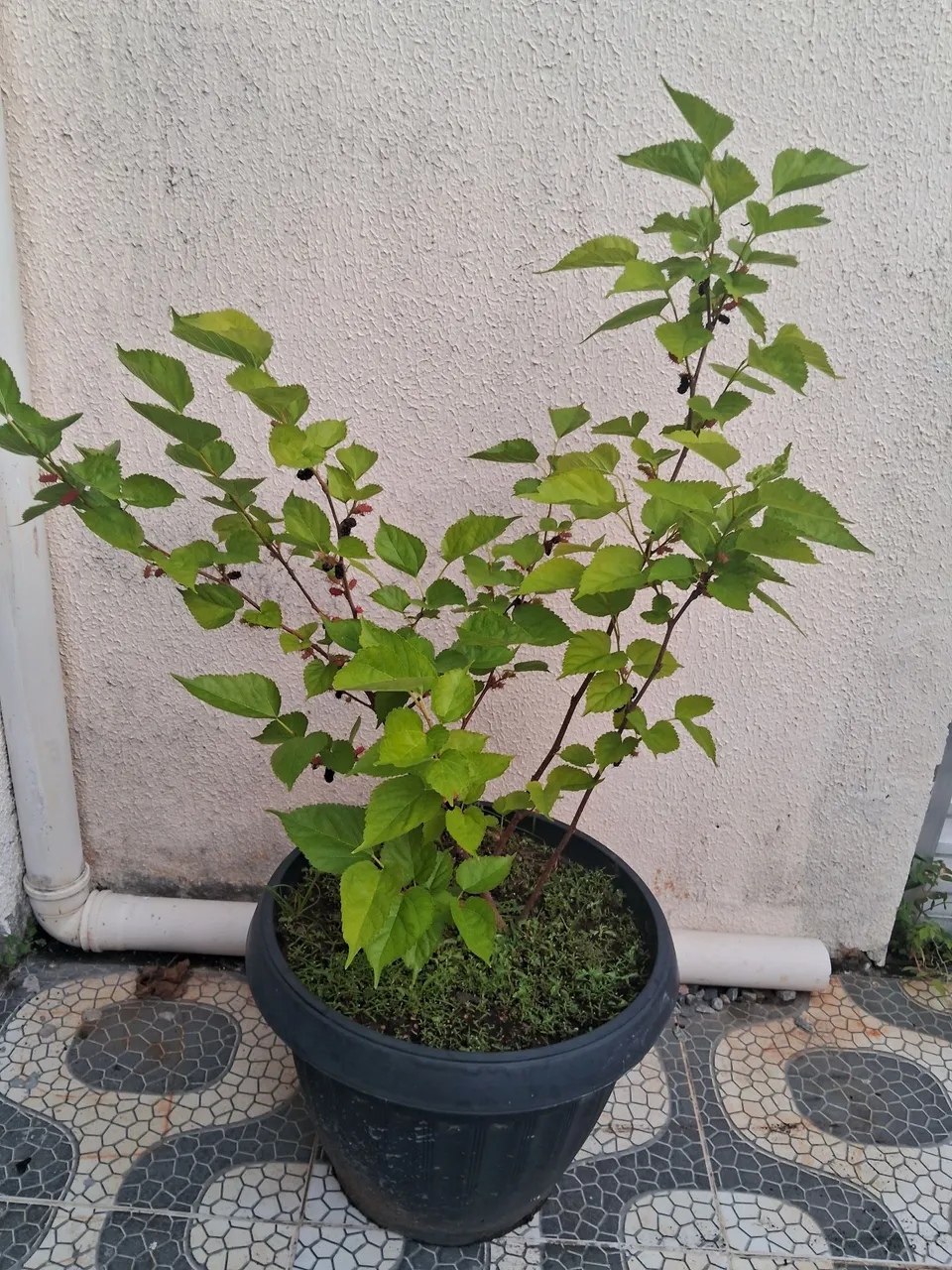 Muda de Amora