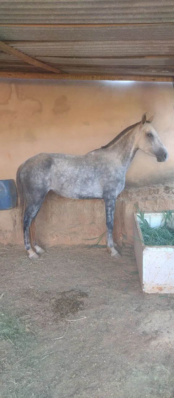 Égua manga larga registrada no provisório 