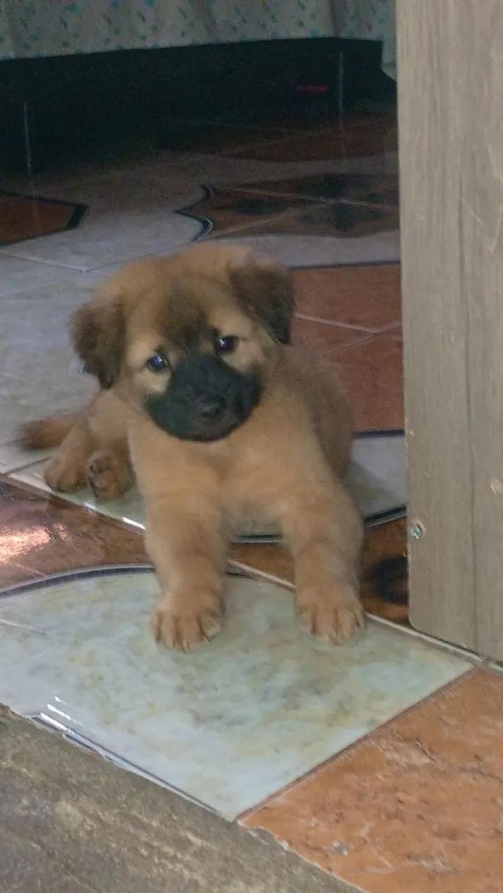 Filhote de cachorro chow chow femea 