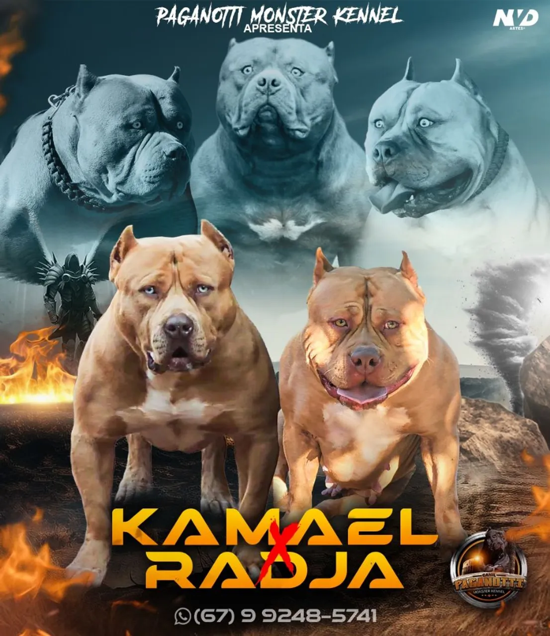 Filhotes de Pitbull - Kamael x Radja