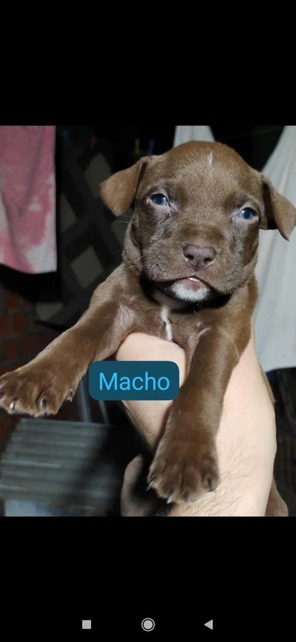 Pitbull  - Foto 5