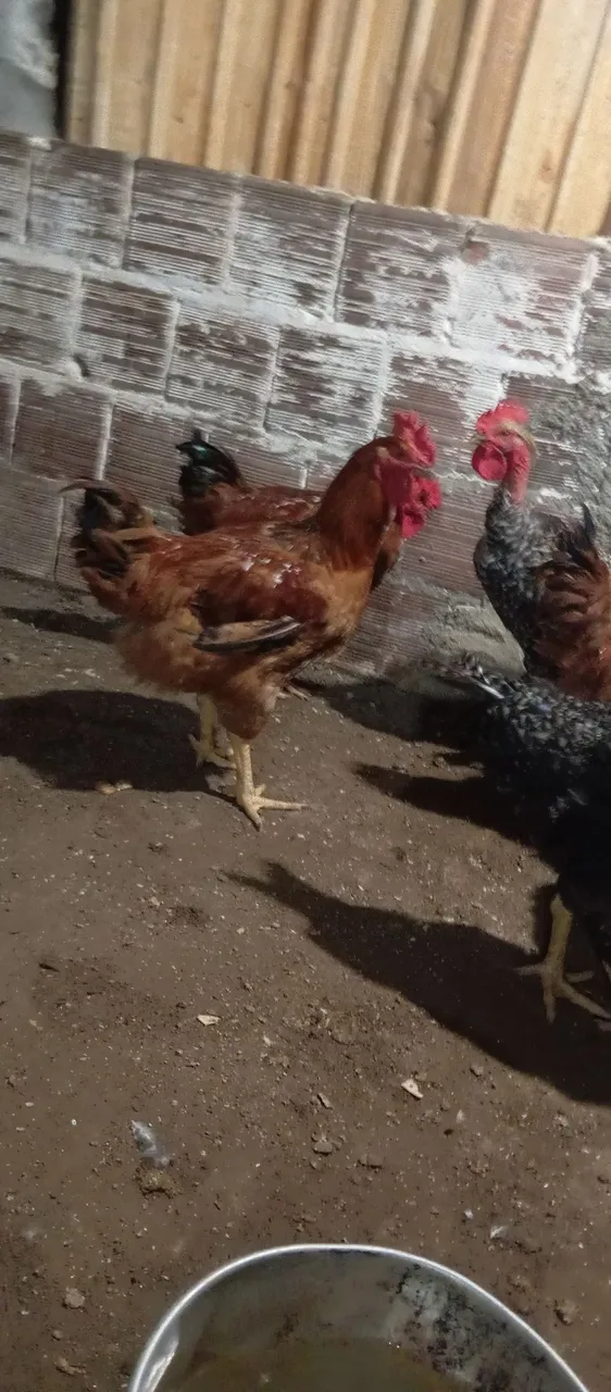 Galos rodilan