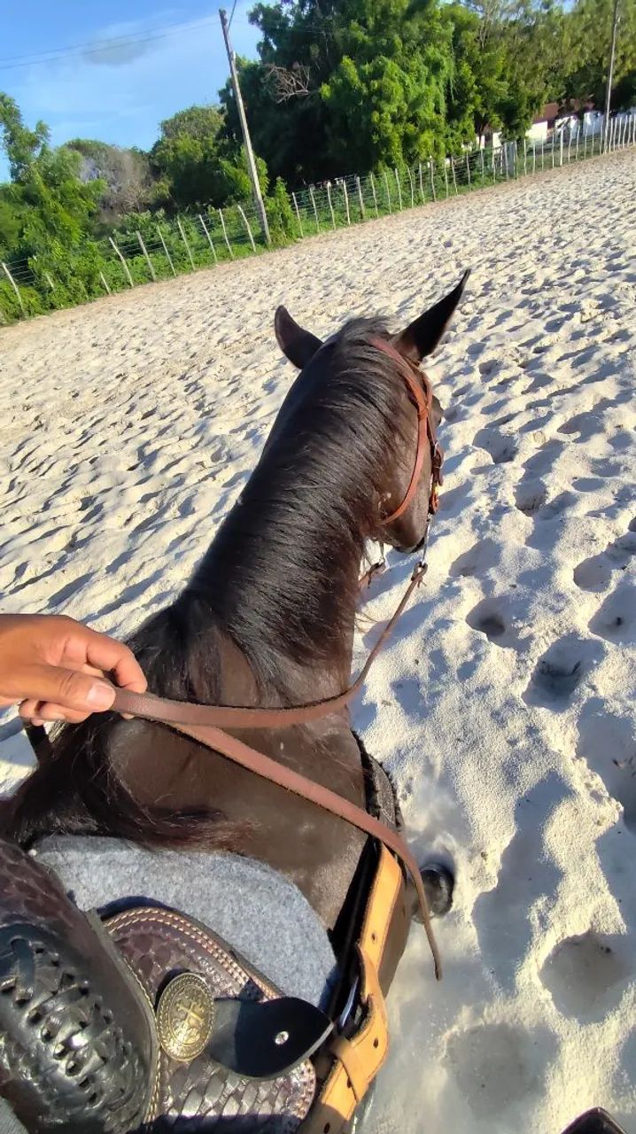 Cavalo Quarto de Milha PO com papel - Foto 4