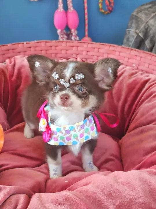 Chihuahua branco e chocolate olhos azuis  - Foto 3