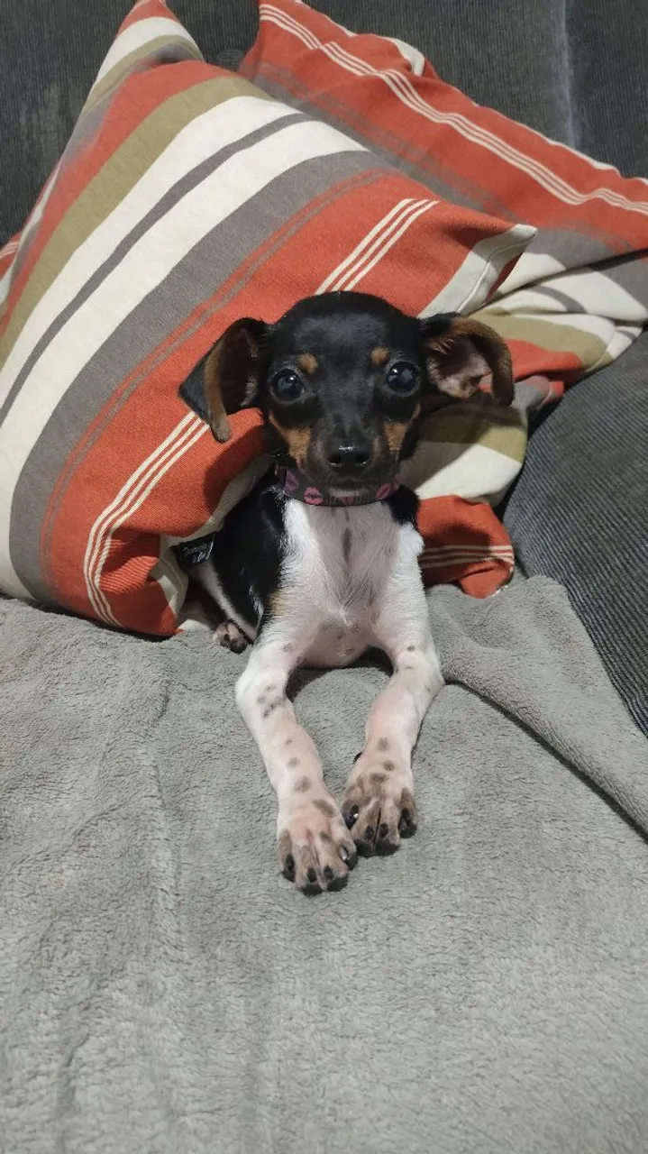 Filhote de Pinscher disponível para adoção
