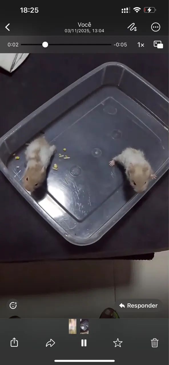 Casal hamster sirio(panda)