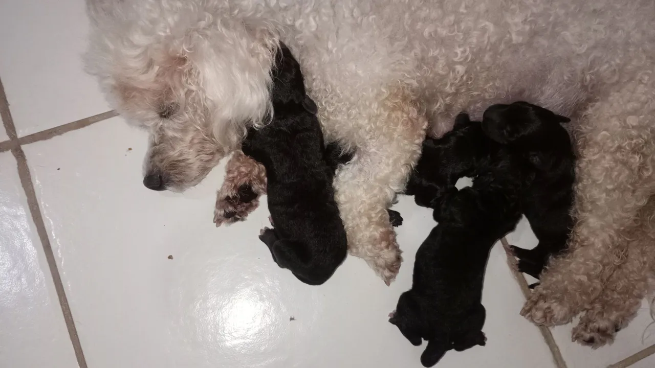 Filhotes de Poodle misto para adoção
