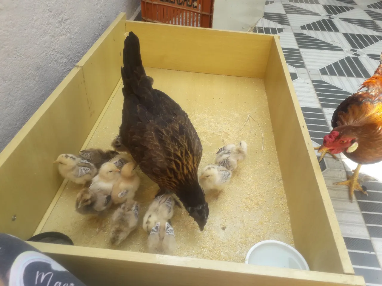 Vende se Filhote de galinha
