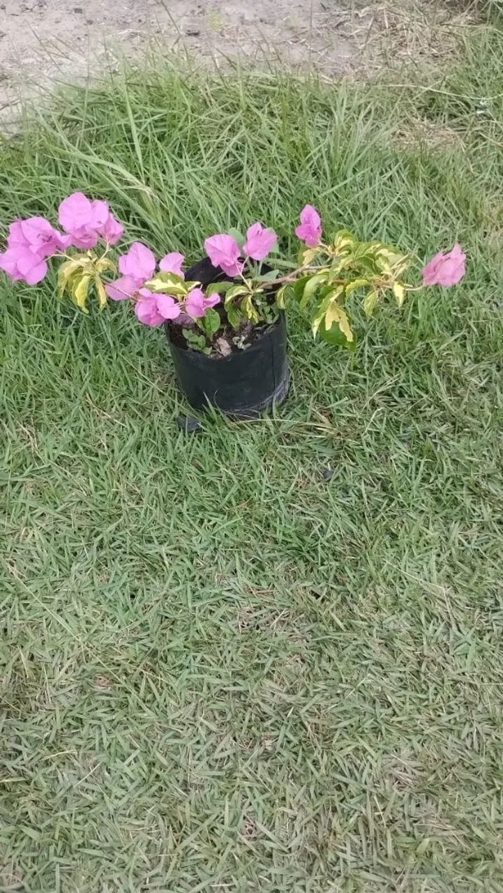 Venda bugavilles grande e pequeno  - Foto 3