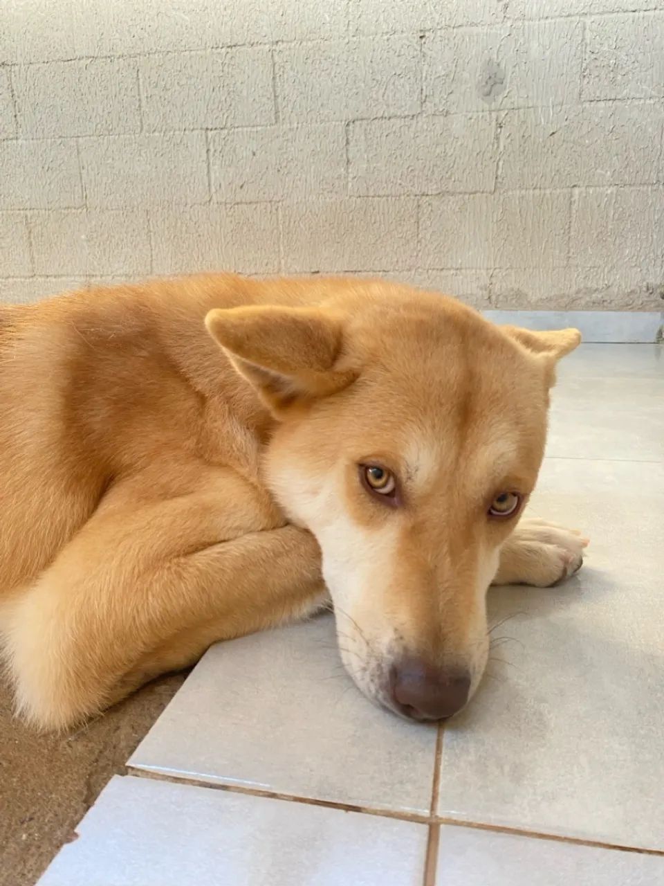 Filhote de Akita Inu - Foto 2