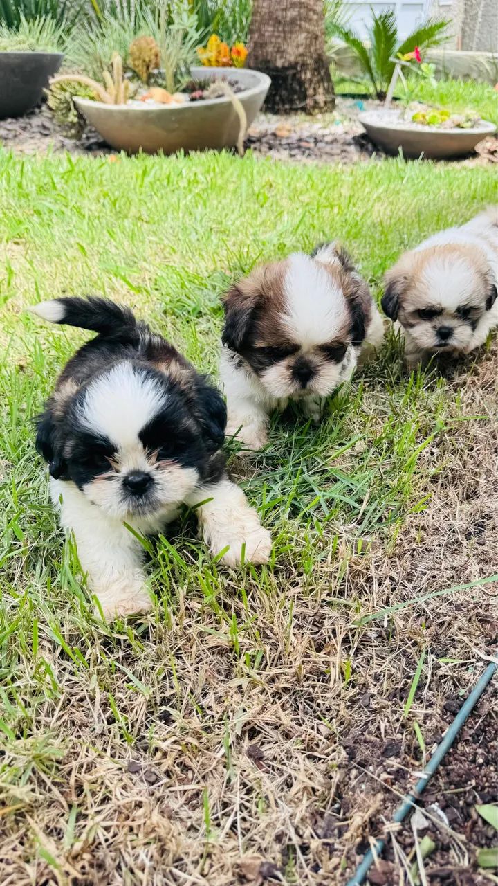 Filhotes Shih-tzu lindos e saudáveis