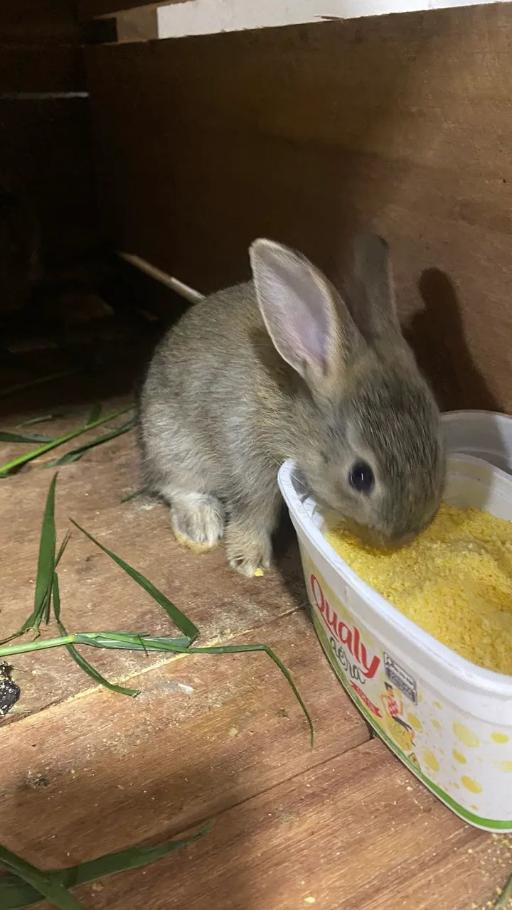 Coelhos64304360527490121