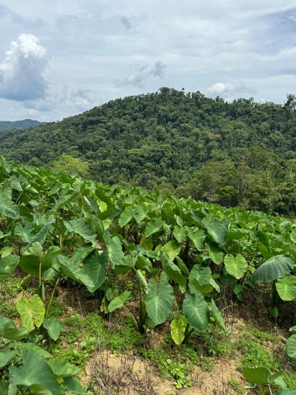 Fazenda Tapirai-sp 29 Alqueires - Foto 5