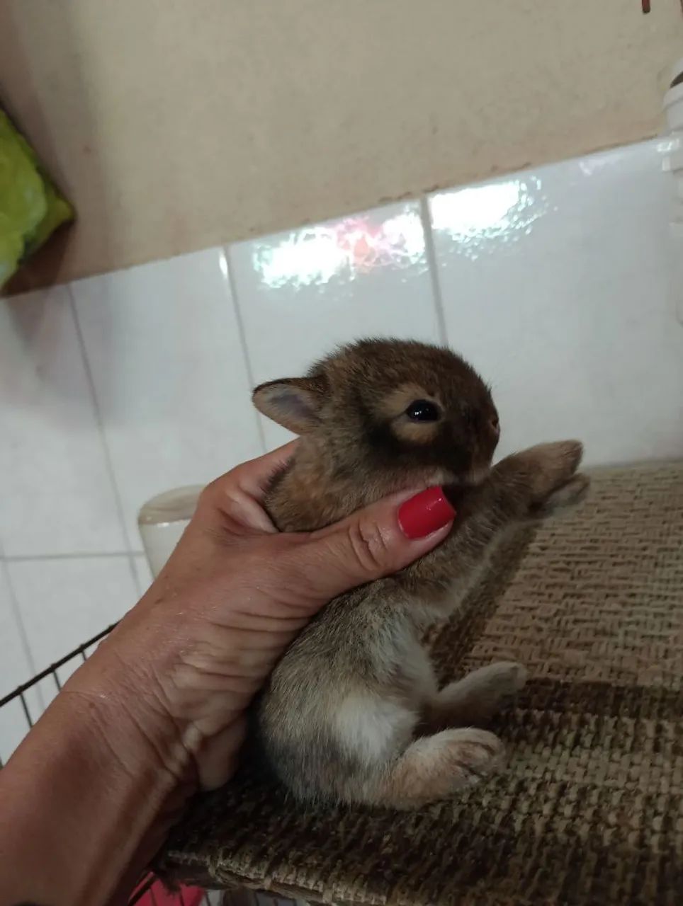 Outra ninhada disponível de filhotes de mini Lion.s. - Foto 3