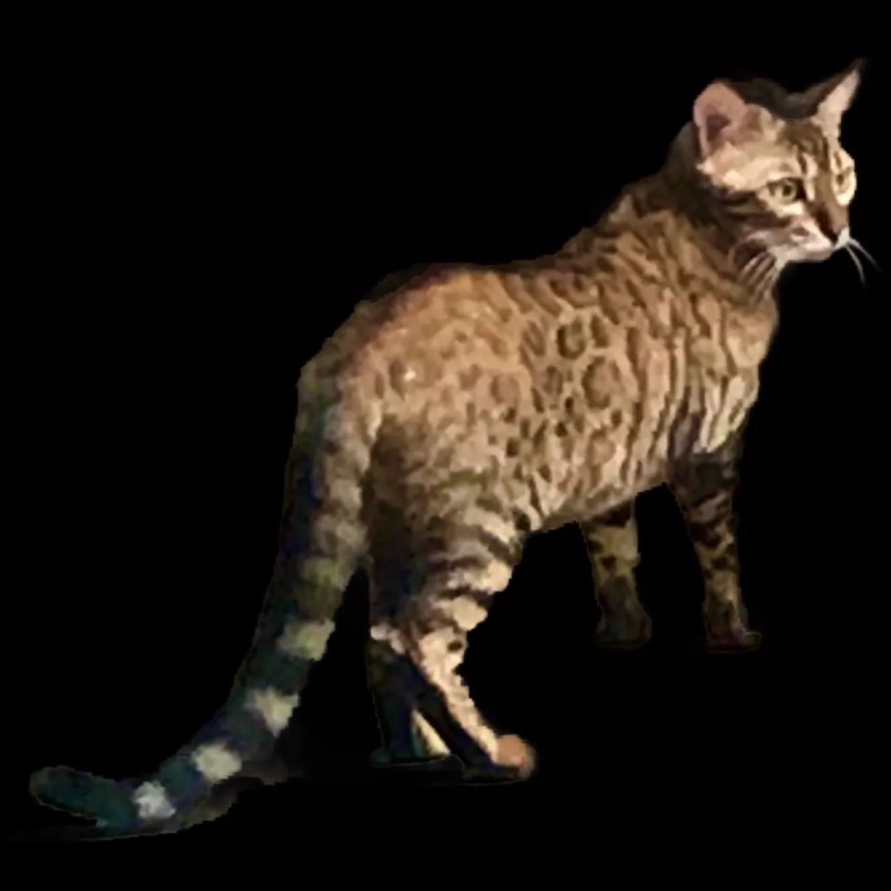 Gatas Bengal - Adultas